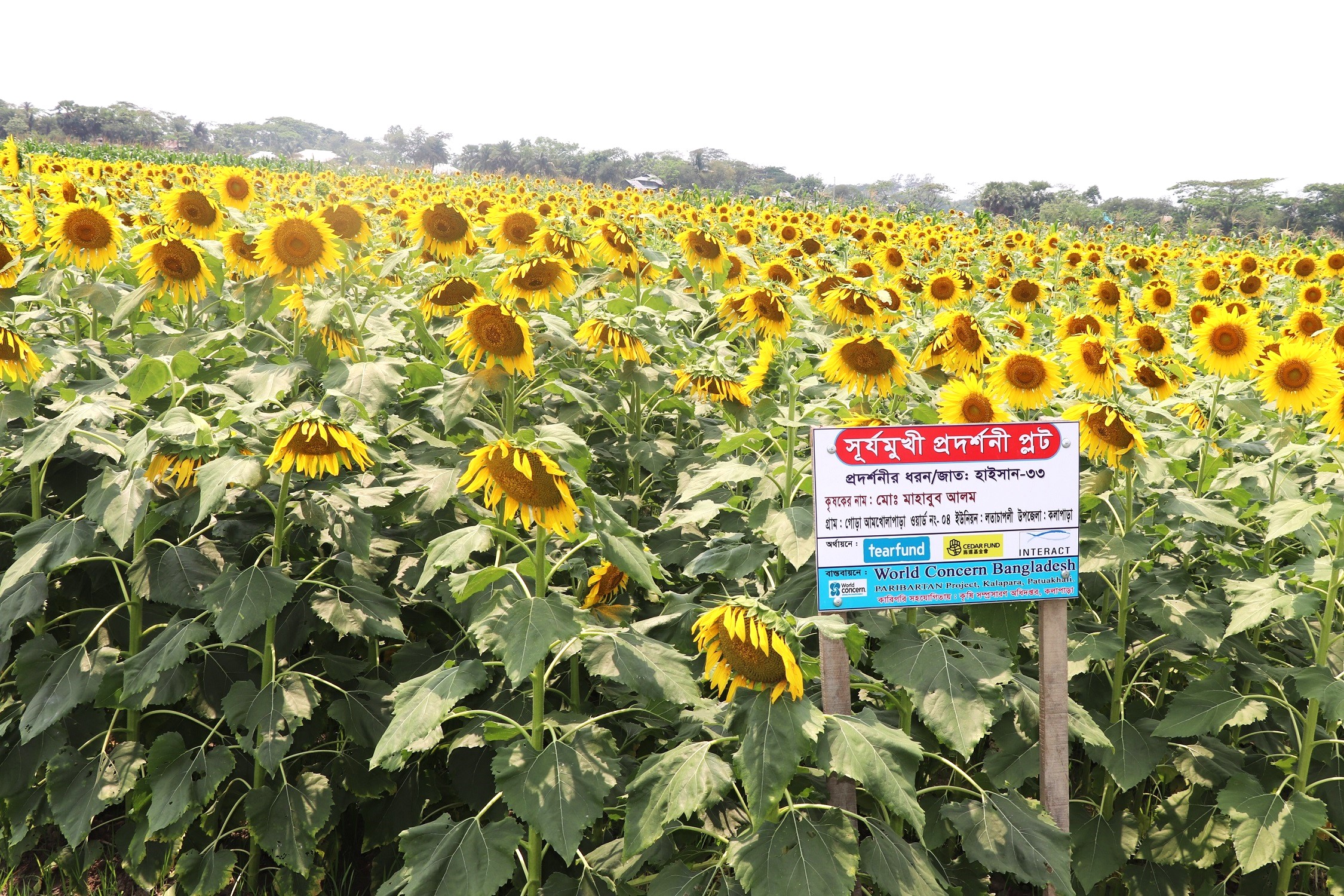 Attachment Saline Tolerant Crop Diversification (Sun flower) in Southern Bangladesh .JPG